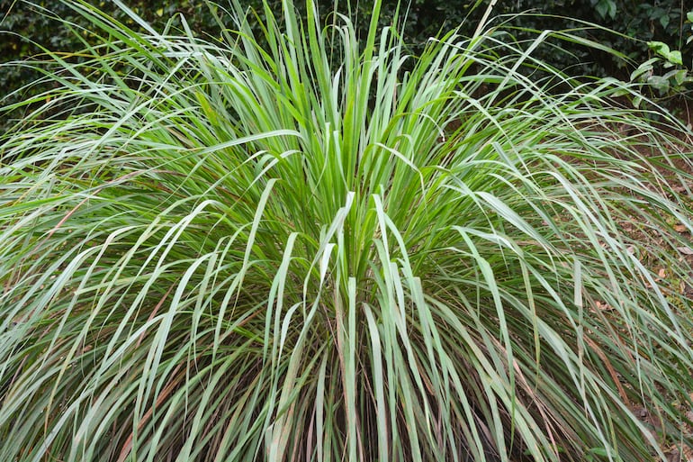 Citronella.