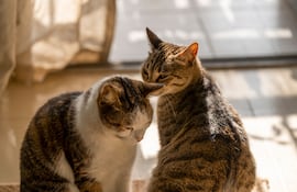 Gatos.