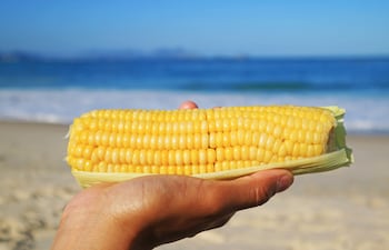 Maíz en las playas brasileñas.