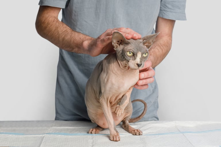 Gato sphynx.