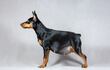Pinscher gestante.