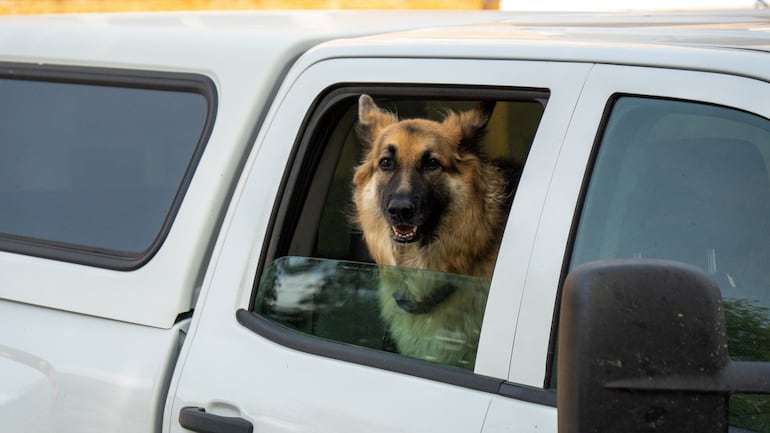 Perro pastor alemán mira a su dueño desde un auto.