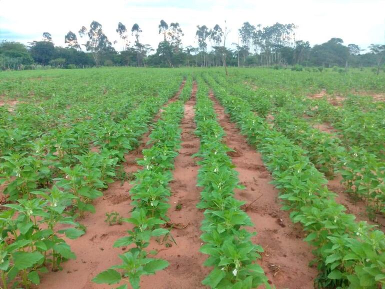 Las parcelas del rubro de la oleaginosa presentan un excelente crecimiento.