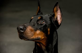 Dóberman Pinscher
