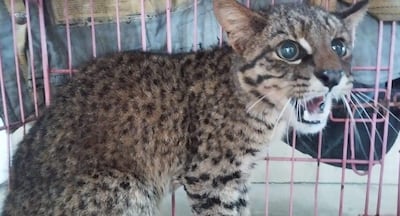 Nadie pudo explicar cómo apareció este gato pardo en la bodega de una barcaza.