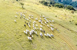 De ganadero a agricultor de pastos