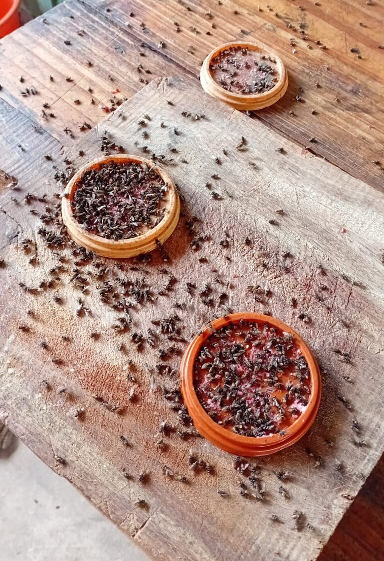 Infestacion de moscas Caazapa