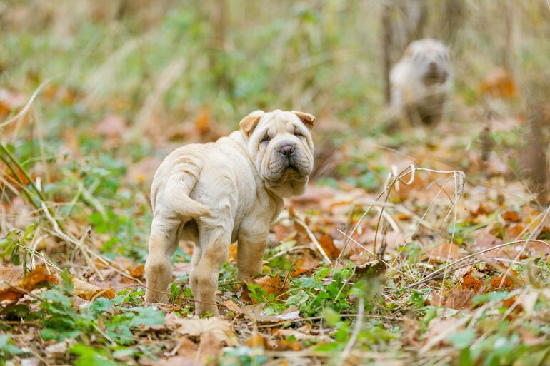 Perro de la raza Shar Pei.