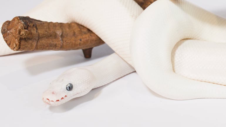 Serpiente blanca enrollada alrededor de una rama en un estudio.