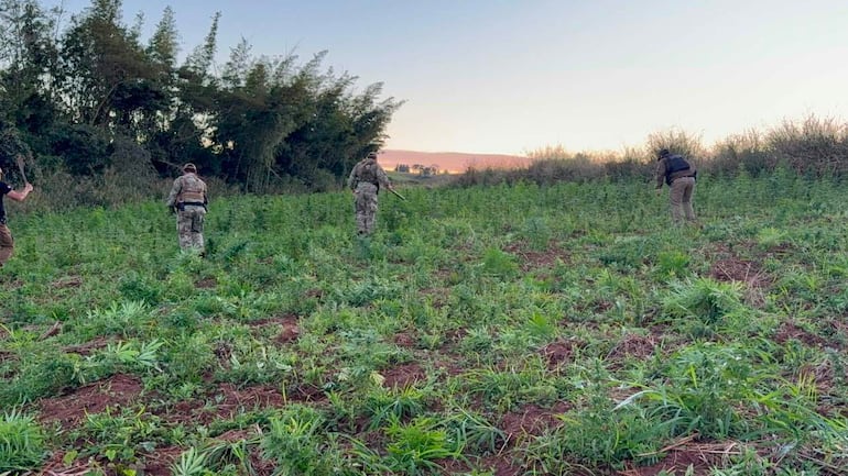 Los antidrogas detectaron 9 hectáreas de cultivo de marihuana en la colonia Aguara Veve de Capitán Bado.