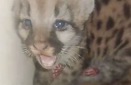 Denuncian intento de venta ilegal de dos pumas bebés.