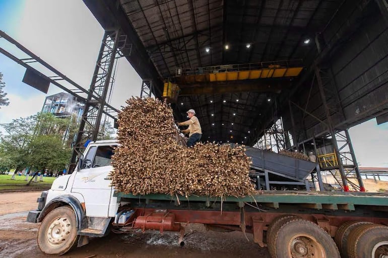 Cañicultores advierten que la molienda de Petropar no se detiene, pero ya no da abasto para recibir la producción.