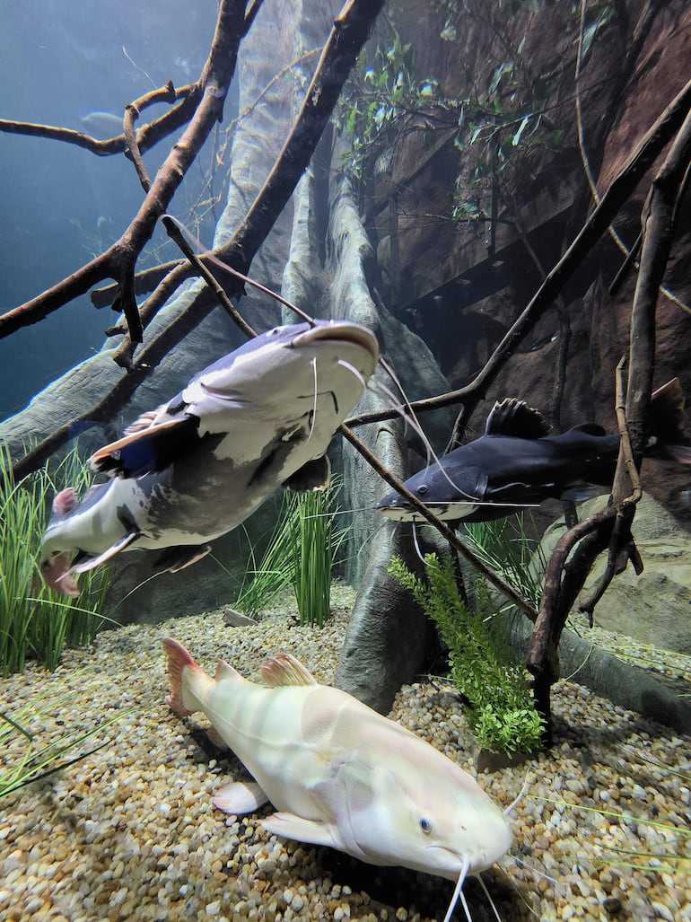 Especies de río en uno de los estanques panorámicos.