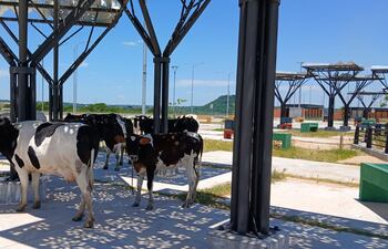 Las vacas se "refugian" en la sombra ante el intenso sol de este sábado.