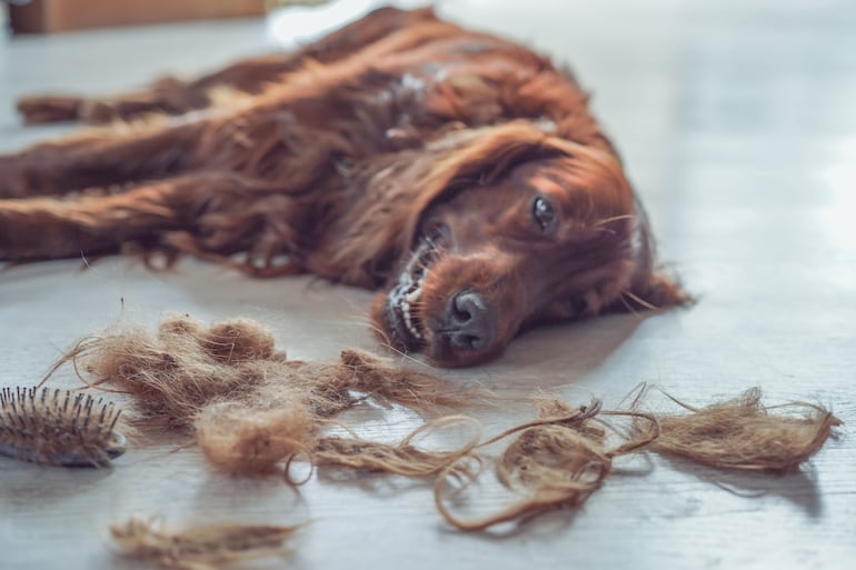 Muda en perros, imagen ilustrativa.