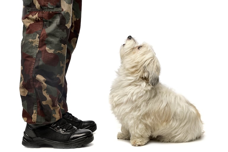 Perro mira a su dueño.
