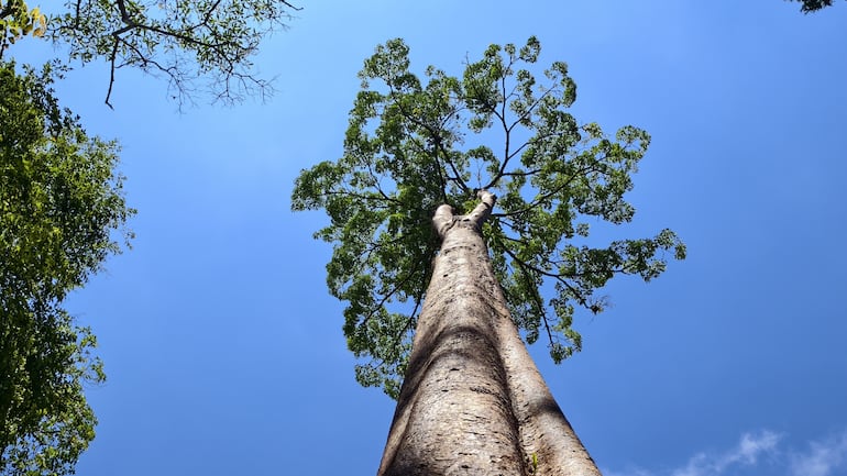 Concepto de árbol.