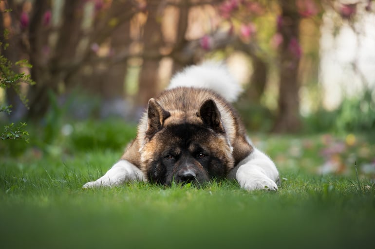 Akita americano.
