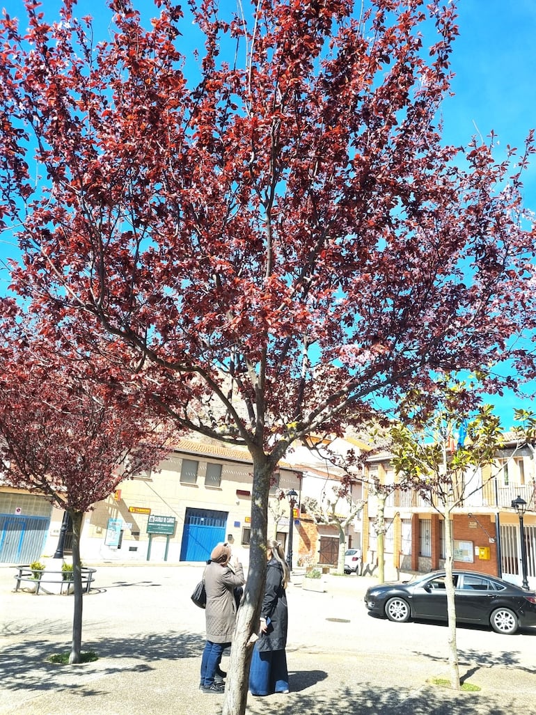 La pequeña plaza de Clavijo, donde los árboles comienzan a mostrar colores de primavera tras un duro invierno.