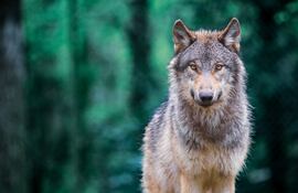 Lobo gris (Canis Lupus).