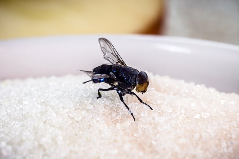 Estudio revela cómo el azúcar afecta el desarrollo en moscas - Ciencia