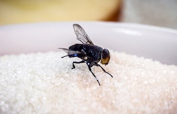 Mosca y azúcar.
