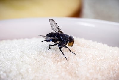 Mosca y azúcar.
