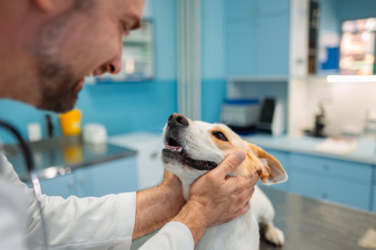 Veterinario examina a un perro.