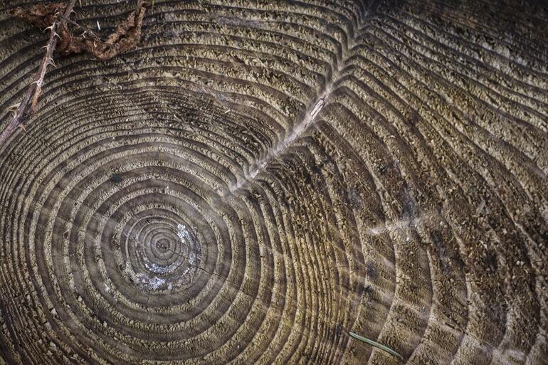 Anillos de los árboles.