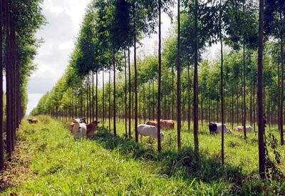 El sector forestal en Paraguay se encuentra en pleno desarrollo.