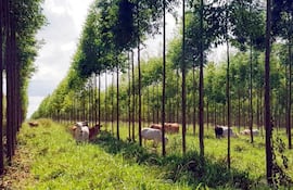 El sector forestal en Paraguay se encuentra en pleno desarrollo.