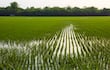 Arroz bajo presión. Costo de fertilizantes come la rentabilidad