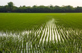 Arroz bajo presión. Costo de fertilizantes come la rentabilidad