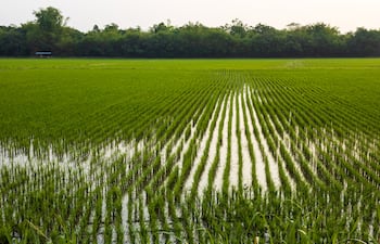 Arroz bajo presión. Costo de fertilizantes come la rentabilidad
