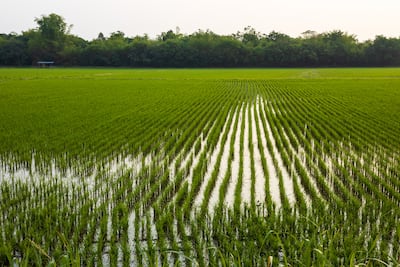 Arroz bajo presión. Costo de fertilizantes come la rentabilidad