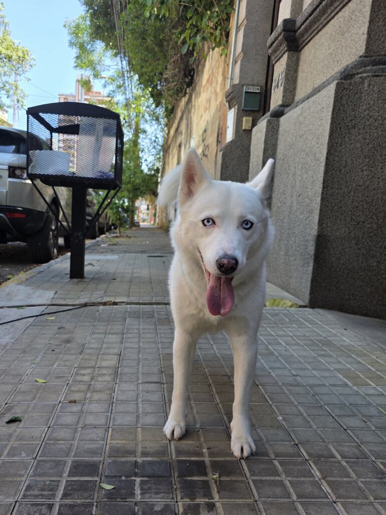 MARTA ESCURRA 21-01-2026 Cafe de especialidad Perro Blanco emprendimiento de Sebastian Rolon y Cesia en la calle Iturbe casi Fulgencio R Moreno inspirado en Billie una husky siberiana blanca Asuncion Paraguay