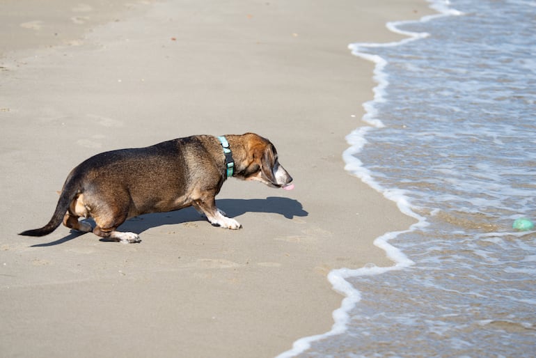 Perro en la playa.