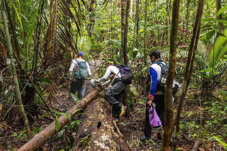 Cuatro personas en la selva, dos portan mochilas y una lleva un objeto en una bolsa, avanzando entre la vegetación densa.