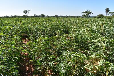 Uno de los cultivos más beneficiados para mejorar su rendimiento es la manioca