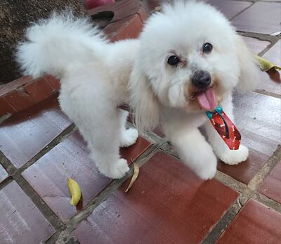 Ruffi se perdió en las inmediaciones del Barrio Tembetary, en Asunción.