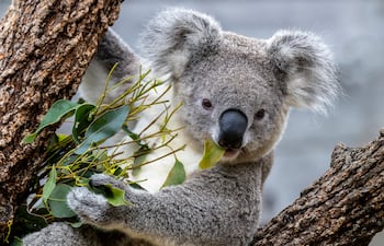 Koala.