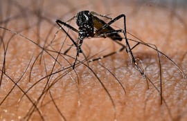 Panamá acumula 25 muertes por dengue y 15.098 casos de la enfermedad en 2025