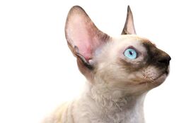 Gato Cornish Rex.