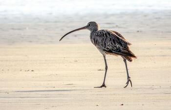 Numenius madagascariensis. Imagen ilustrativa.