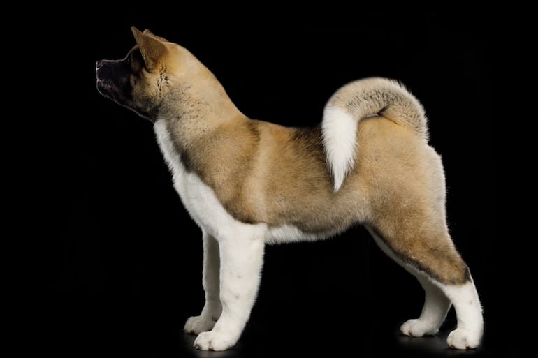 Perro de la raza akita americano.