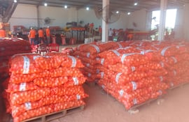 En estos momentos el productor cebollero dispone de más de 1 millón de kilos en su finca en espera de colocación