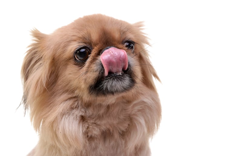 Perro se lame el hocico.