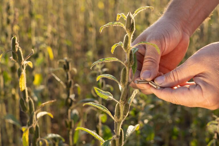 Sésamo: ingresos por US$ 46 millones con alcance a 35 mercados