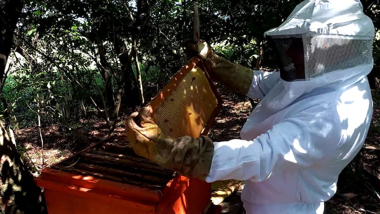 Pablo Pereira verifica el estado de las colmenas durante una jornada de trabajo apícola.
