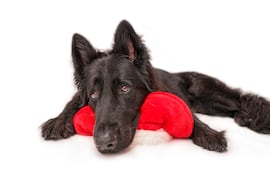 Perro senior en época navideña.